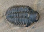 Rare Bulbous Nosed Actinopeltis Trilobite - #16410-4